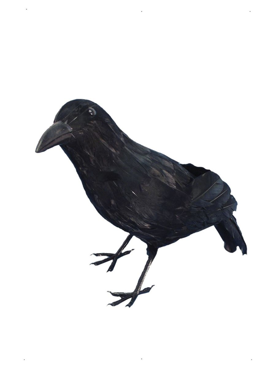 Crow, Black