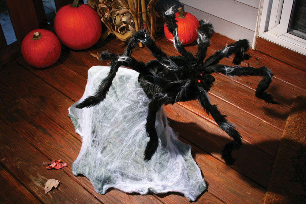 Giant Jumping Spider (91cm)