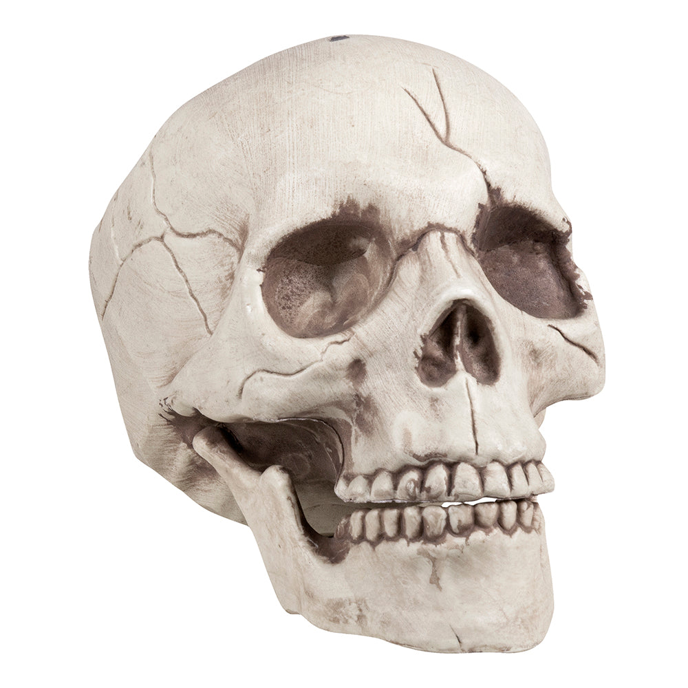Skull Jawbone with Movable Jaw